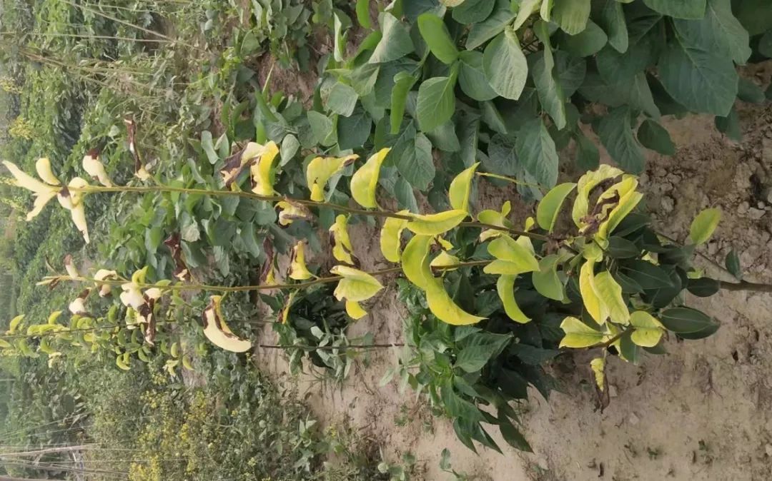 鲁虹叶面肥系列一回生露京津冀及周边地区秋冬季大气污染综合治理行动