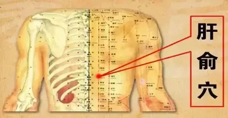 4 多按护肝穴位——肝俞穴 肝俞穴位于背部,第9胸椎棘突下,旁开1.