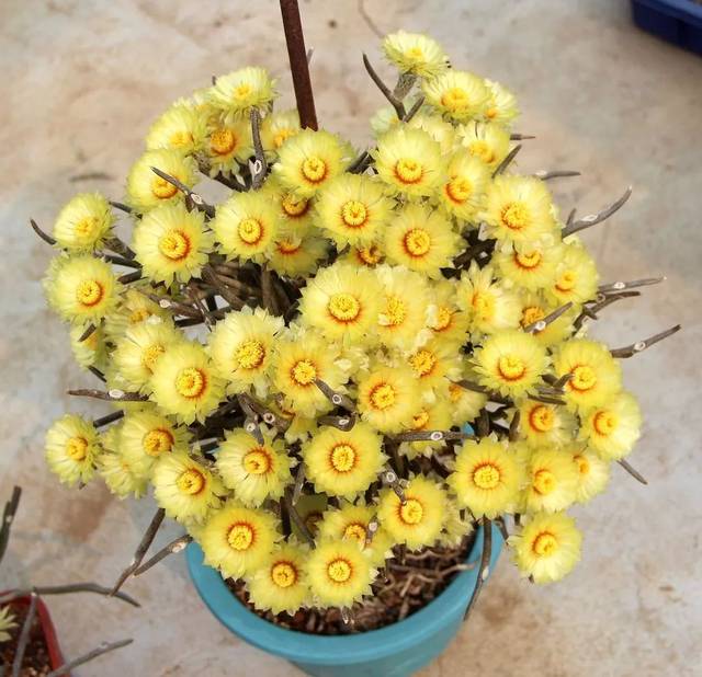 养殖10年的美杜莎多肉植物界的另类美人一起来欣赏