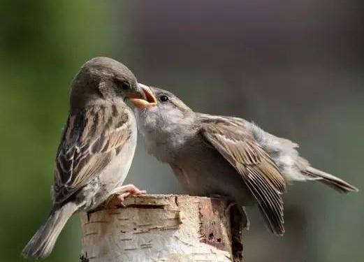 七夕世界上最忠贞的动物排行榜盘点自然界为爱殉情的动物