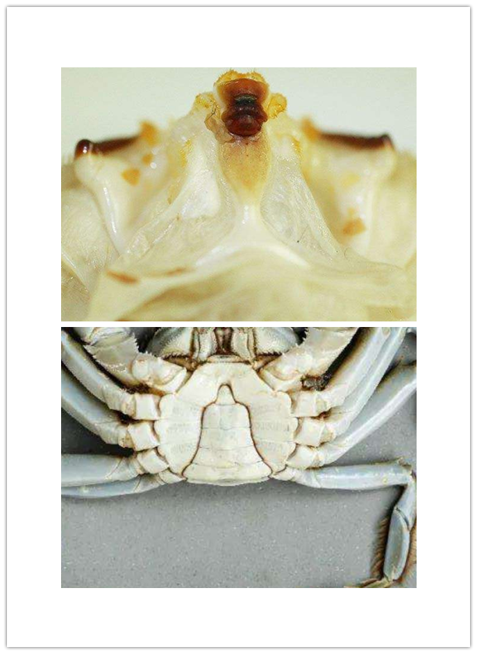 螃蟹里的法海图片