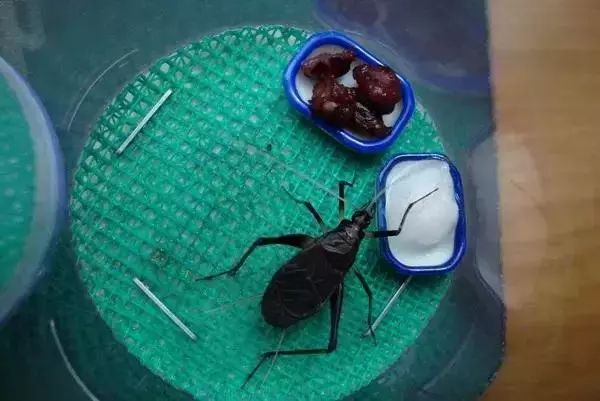 秋天到,鸣虫叫_金钟