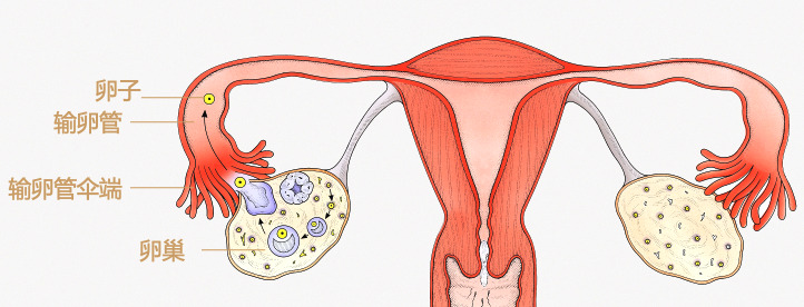 先是由卵巢排出卵子,卵子被輸卵管傘端捕獲,進入輸卵管,在那裡靜候