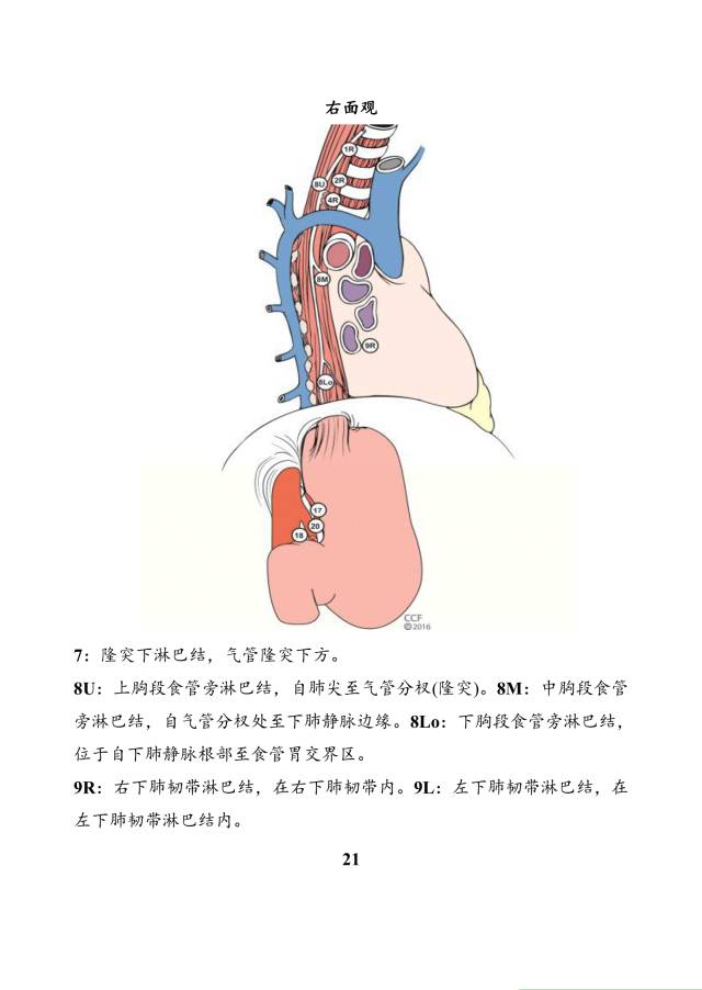 整理:帖红涛审校:吴庆琛食管腺/鳞癌ptnm,ctnm及yptnm分期食管癌淋巴