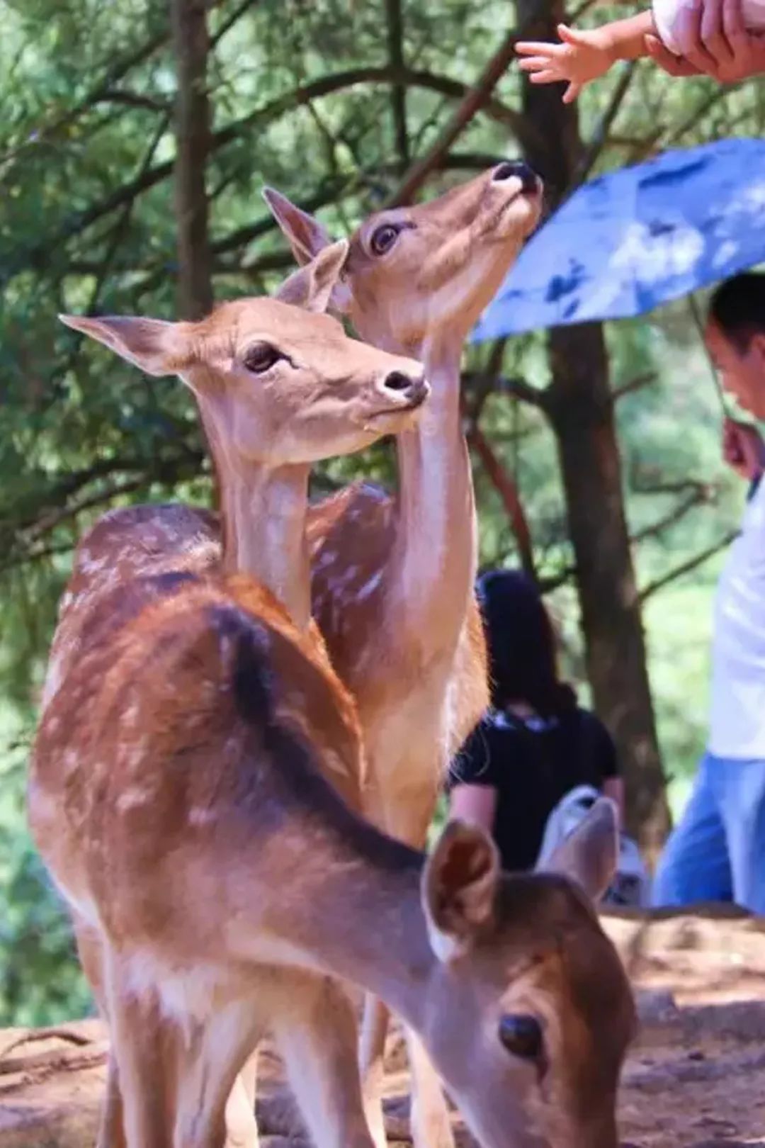 潮玩畅玩云南野生动物园领略不一样的动物王国