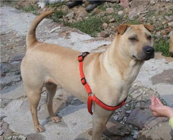 曾经风靡世界又威又有型与藏獒齐名的沙皮犬