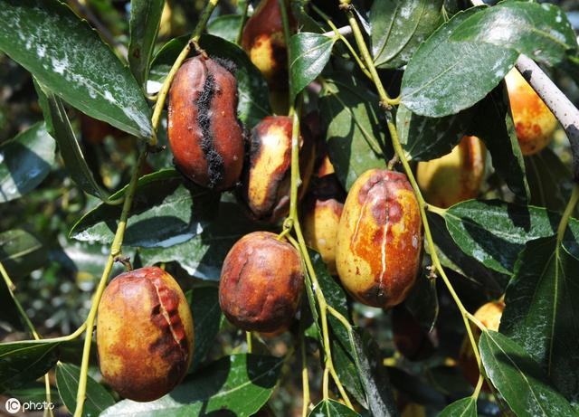 为什么枣这样的水果也会裂果?有几个原因,如果管理好就可以避免_品种