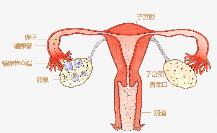 子宫跟卵巢的位置图片图片