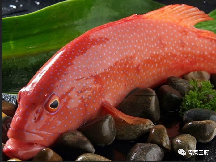 青衣 :618元 (500g)红瓜子斑 :888元(500g)红玫瑰 :598元(500g)黄皮