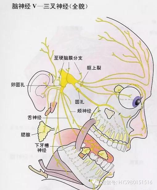 三叉神经是什么样子南阳胸科医院