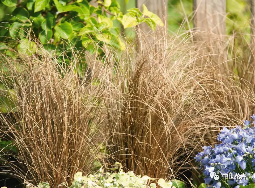 中世花卉好物精选丨苔草草竟然也能美成这样
