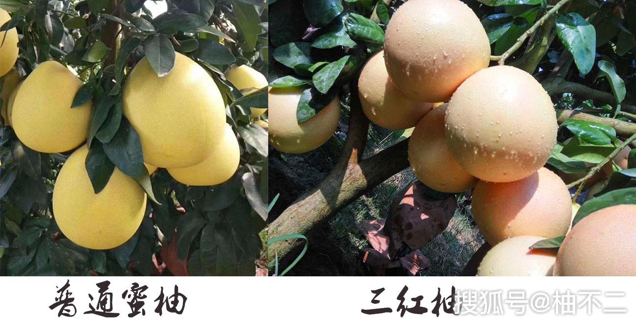 三红蜜柚苗哪里最好