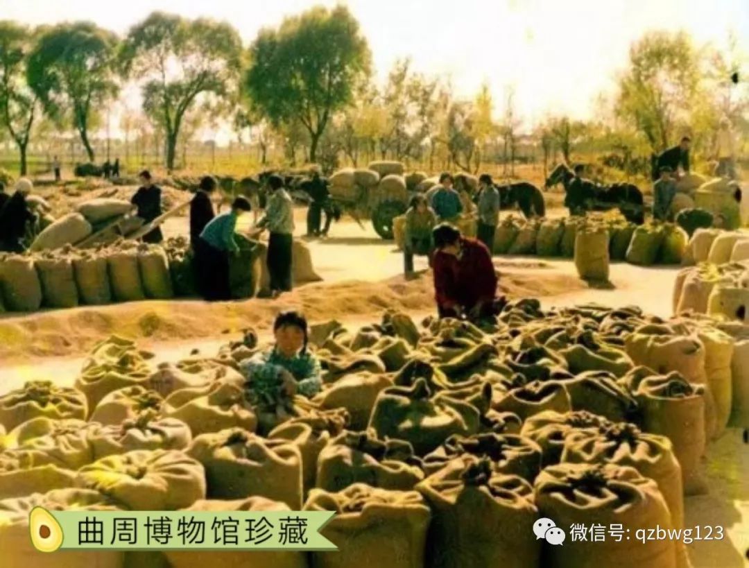 经典欣赏生产队时农民的丰收喜悦和劳动场景