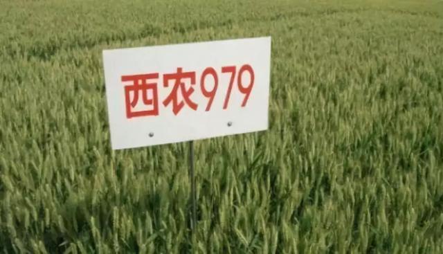 碧蚂1号,矮丰3号,小偃6号,陕农7859等品种主导了我国黄淮麦区4次品种