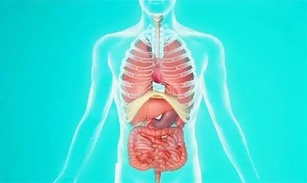 这个器官不会喊痛一出问题就是癌