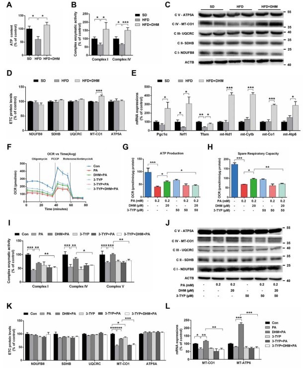 sirt3介导的sod2去乙酰化促进线粒体抗氧化防御dhm通过刺激ampk-pgc1