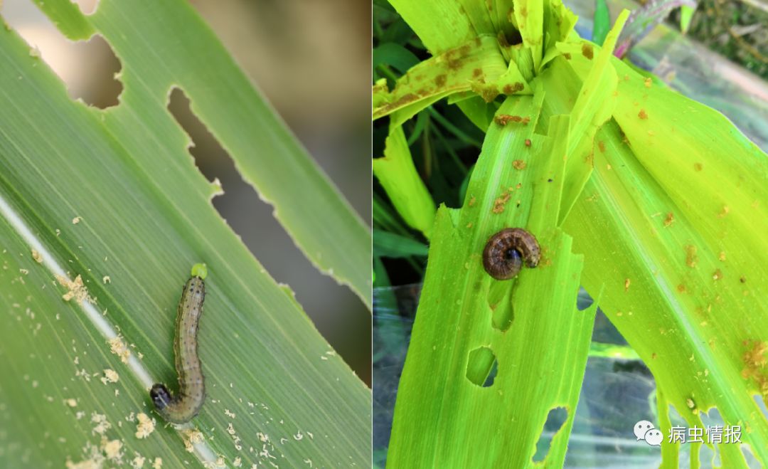 乡村大会堂遍及25个省份1500多万亩见虫草地贪夜蛾防控首战告捷下一步