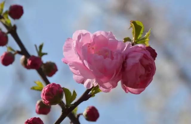 梅花三弄是什么生肖(梅花三弄是指哪个生肖)