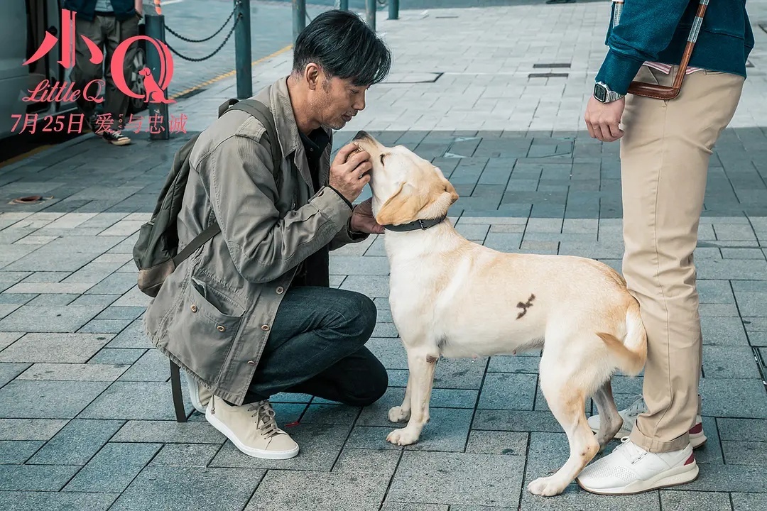 任达华电影小q导盲犬的使命与一生我在电影院感动到了