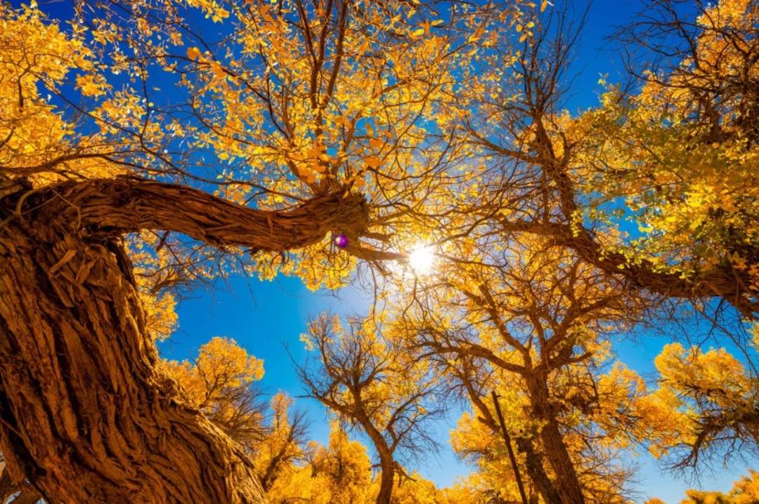 秋天约吗川西西藏额济纳秋色美景等你去寻