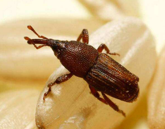 农村米缸里的这种虫子真的一生都不用喝水吗