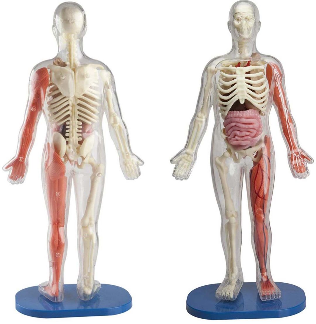 闪团又爱又怕的人体模型来啦手感过于真实根本停不下来