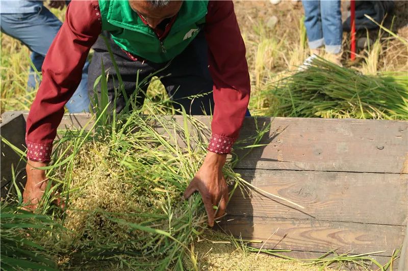 板仓是一种传统的稻谷脱粒工具稻谷用力拍打在板仓上抖落出颗颗新鲜