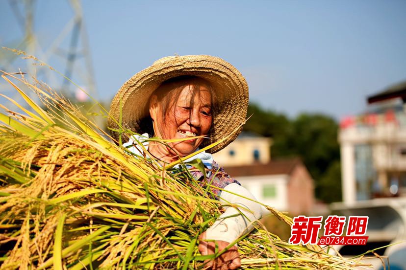 巨丰6号试种成功南岳红星村巨人稻喜获丰收