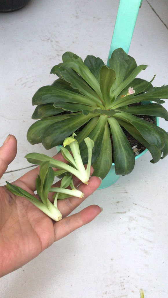 极大的影响了露薇花的美感,修剪之后生下来的叶子能用于扦插,露薇花的