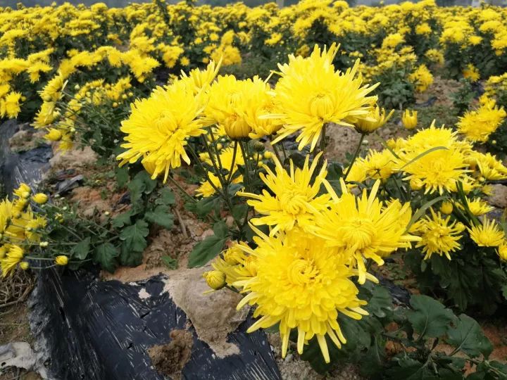 金丝皇菊种植户上烘干机设备应该注意的几个问题