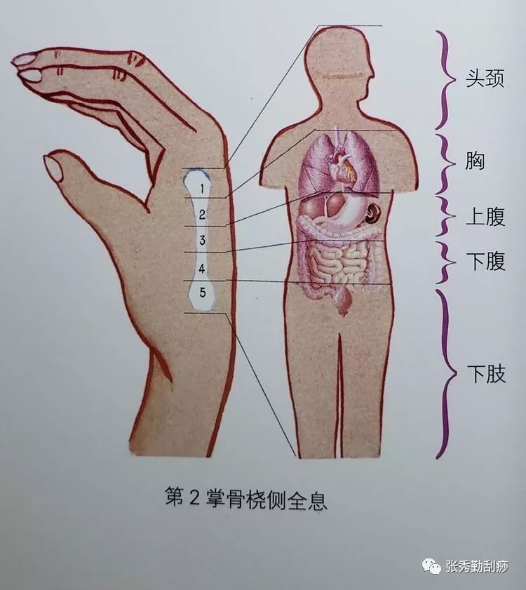 在刮试完第二掌骨和头部全息区后患者就出现了打嗝