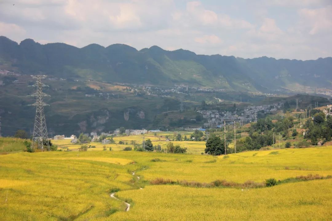 大方县小屯梯田金秋稻穗映金黄田园美景惹人醉