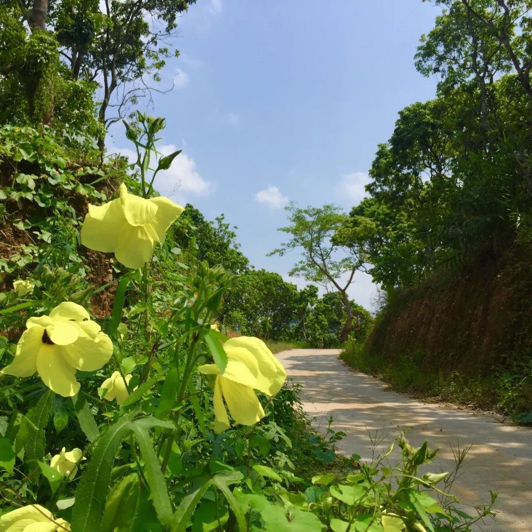游湾区北岸花园探秋品氧!