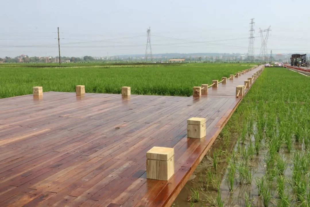 茂名这条村种植了巨幅艺术稻田景象壮观震撼