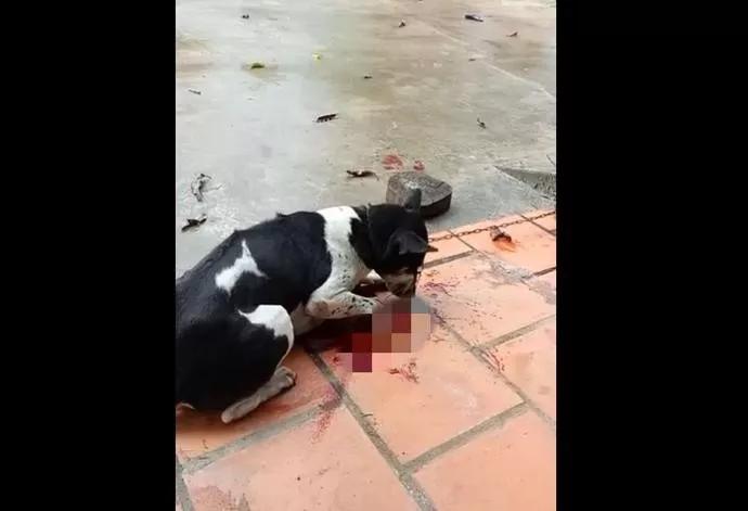 狗狗被主人砍断前腿只因犯了一个小错,邻居不劝阻甚至还在一旁拍视频