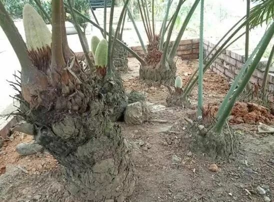 德保苏铁属于极危物种幸运的是富宁有好好保护起来