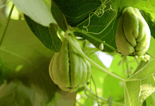 以上就是凡凡的佛手瓜种植经验了,你觉得佛手瓜吃起来到底怎么样