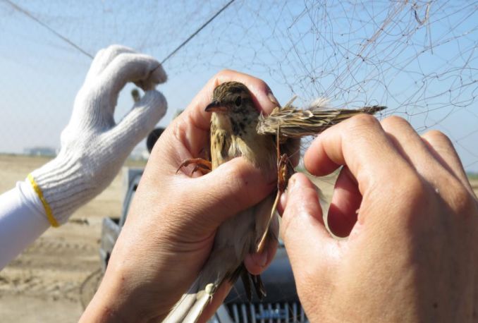 驅鳥劑通過緩慢持久的釋放影響鳥類中樞神經系統的清香氣體,有效驅鳥