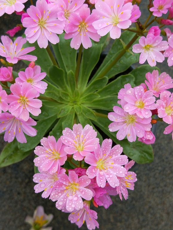 园艺新宠露薇花植物界颜值代表4点养护常识教你养爆盆