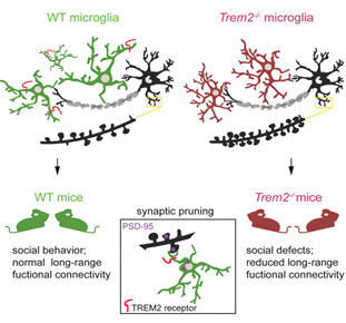 过程中,小胶质细胞通过膜上的trem2蛋白对神经元的突触进行精细修饰