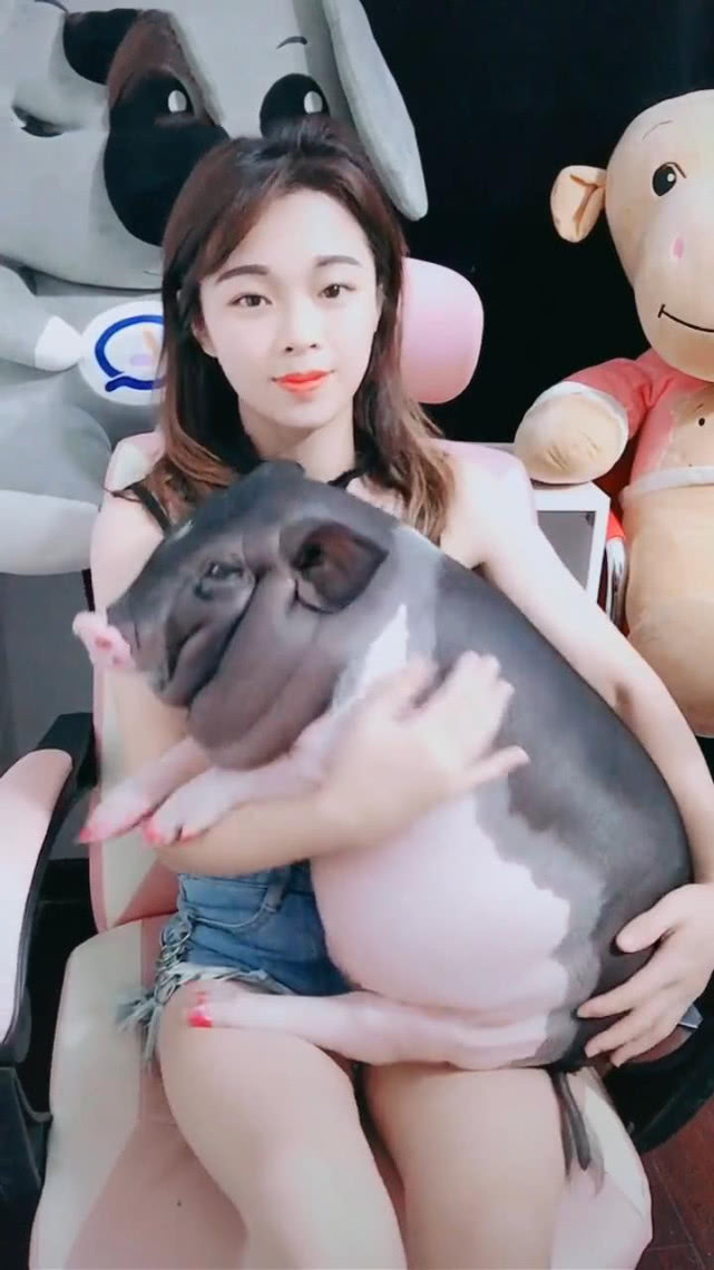美女抱着猪玩偶录视频,男子发现不对,仔细一看后笑出声:是活猪_宠物