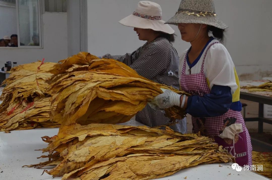 【丰收•南涧】春种一片"黄金叶",秋收致富奔小康!_烤烟