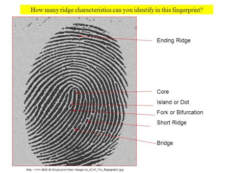 指纹识别依据的就是我们手指皮肤包含的大量分叉,转折,中断等细节特征