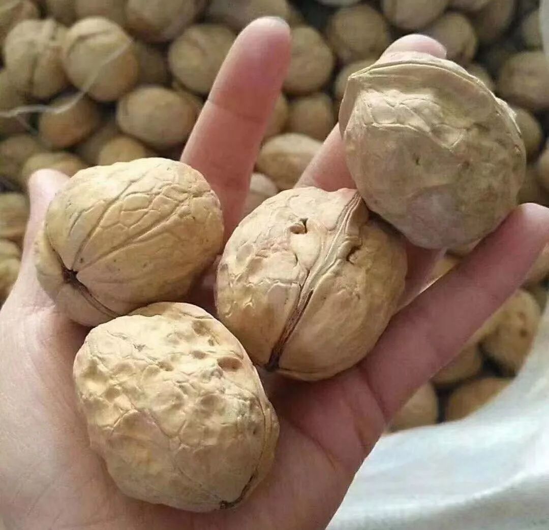 核桃是食疗佳果它的营养价值是大豆的8.