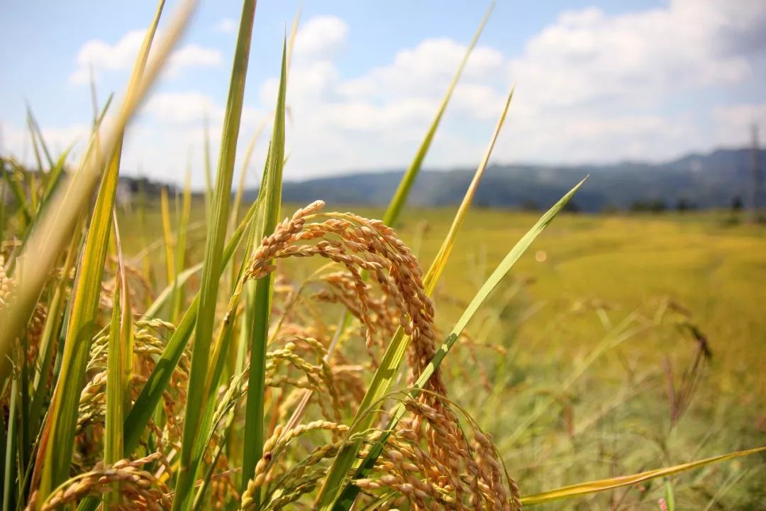 大方县小屯梯田金秋稻穗映金黄田园美景惹人醉