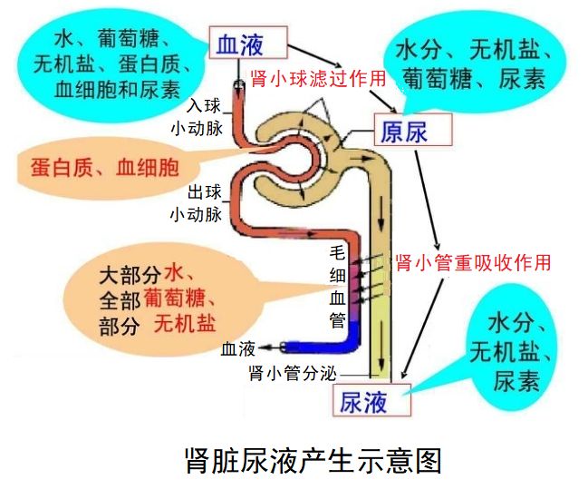 药物吸收过程图片