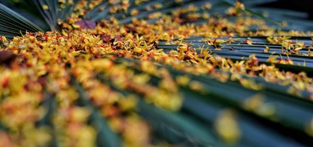 未觉池塘春草梦阶前梧叶己秋声洛阳隋唐植物园秋色