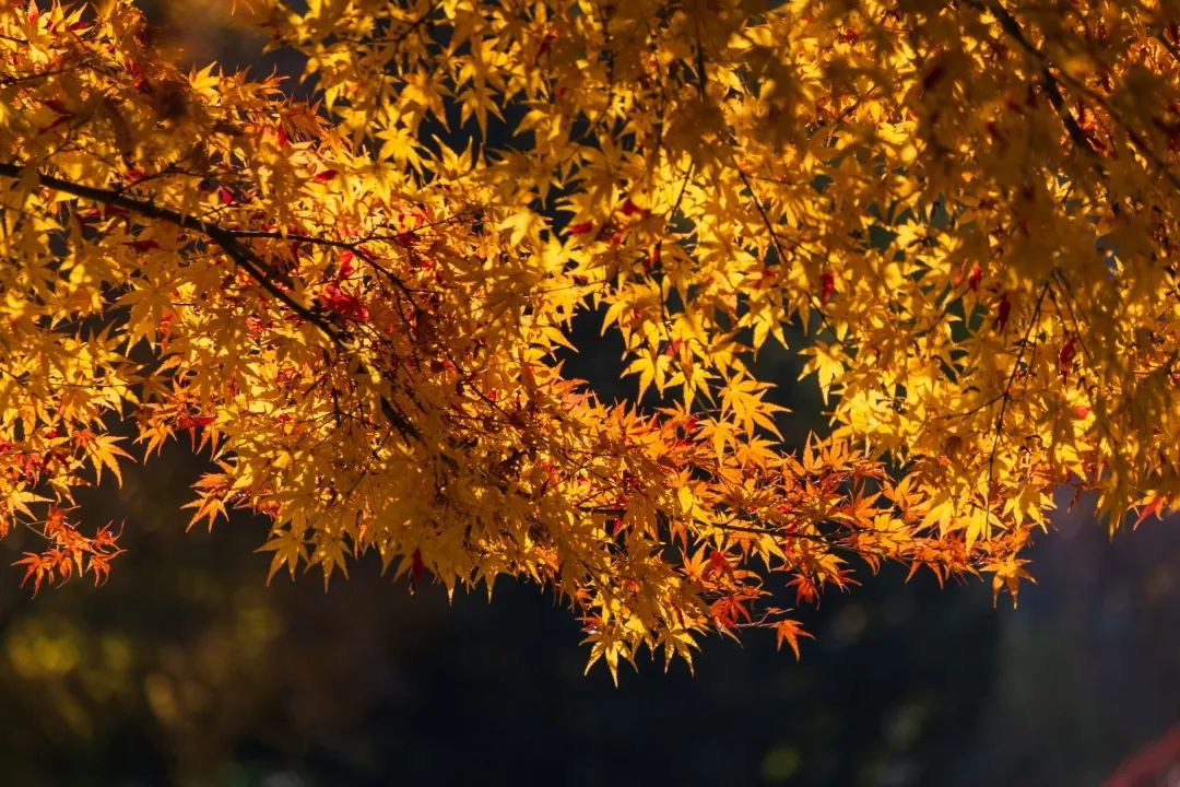 暑退九霄浄秋澄万景清24节气影像赏析秋分篇