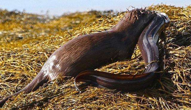饥饿的水獭捉住巨型海鳗没有吃, 原因让人感动
