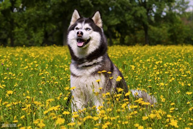 五种适合家庭饲养的大型犬,最后一种你肯定很想养_哈士奇